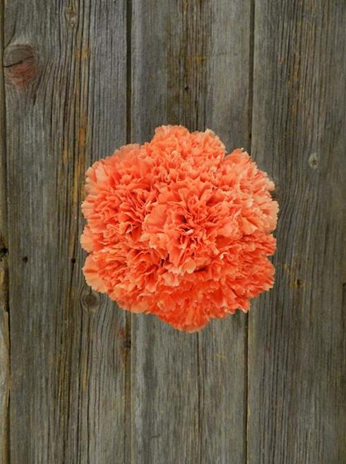 HERMES  ORANGE CARNATIONS